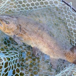 イトウが釣れたが… ～フィッシングパーク高島の泉～